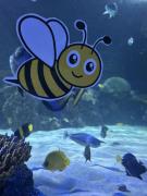 Flat Bee at VA aquarium